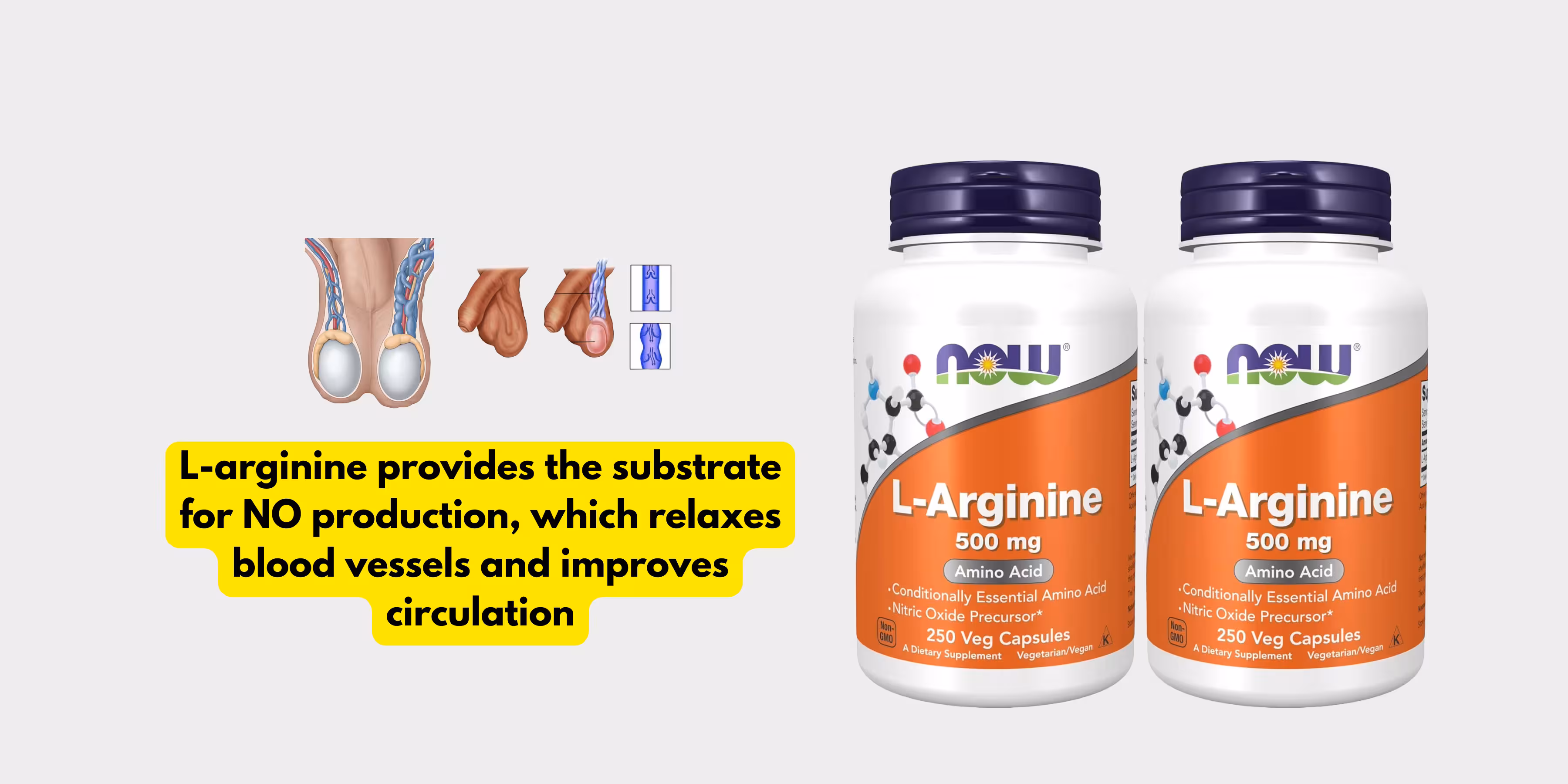 L-arginine provides the substrate for NO production, which relaxes blood vessels and improves circulation
