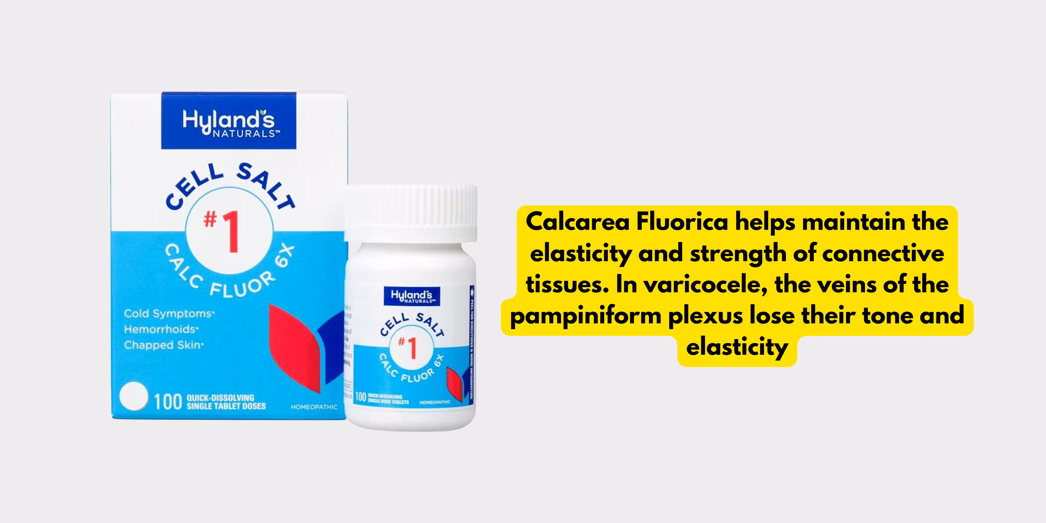 Calcarea Fluorica helps maintain the elasticity and strength of connective tissues. In varicocele, the veins of the pampiniform plexus lose their tone and elasticity